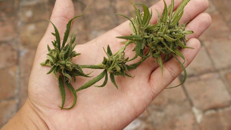 Химический состав и питательная ценность семян конопли