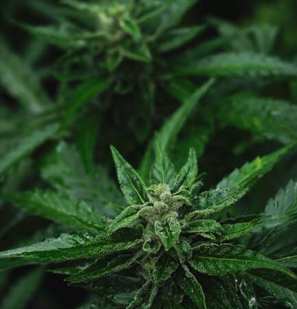 Купить семена марихуаны онлайн в России