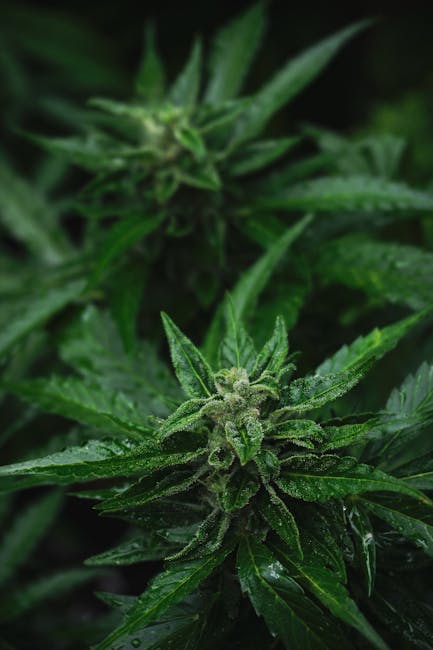 Купить семена марихуаны онлайн в России