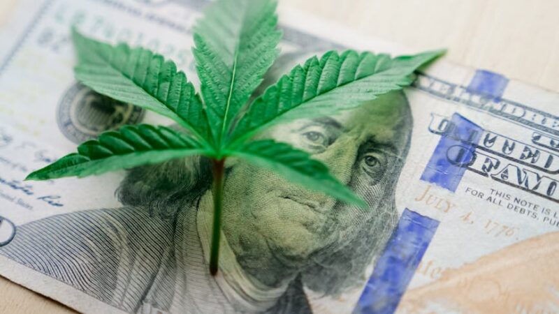 как феминизировать семена конопли