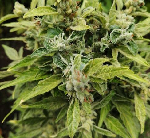 Покупка семян марихуаны онлайн в России