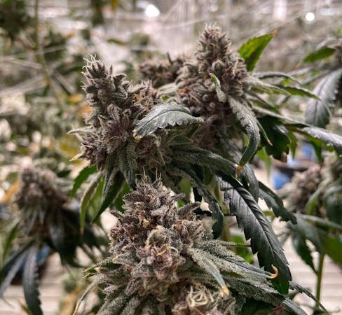 Выбор семян марихуаны для успешного выращивания