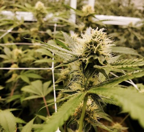 Наркотический рынок в Волгограде и его особенности