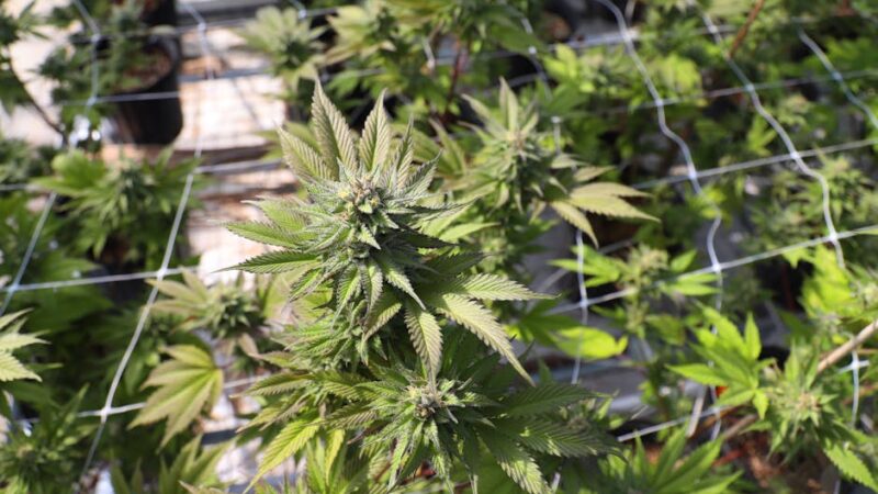 Семена конопли и насадки для крана и душа