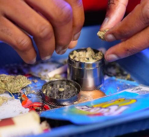 Семена конопли: разнообразие и особенности покупки