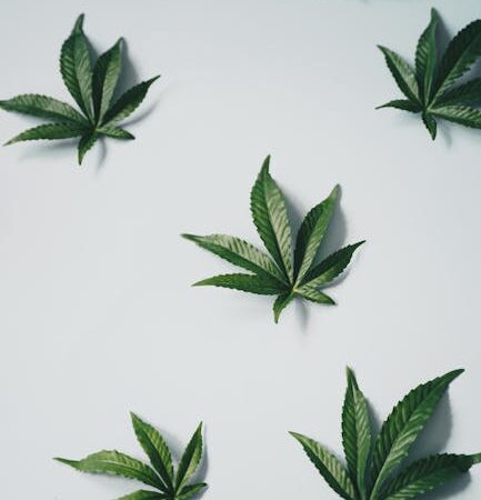 Семена конопли в кулинарии и рецепты с ними