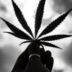 Свойства и преимущества сорта конопли CBD Kush от Dutch Passion Seeds img-1196.jpg