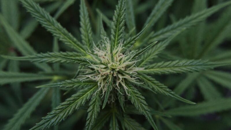 Афганские семена конопли характеристики и преимущества