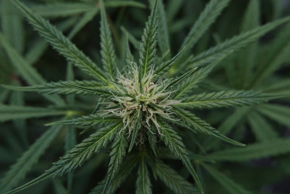 Афганские семена конопли характеристики и преимущества