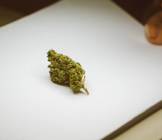 Особенности покупки семян конопли в Казахстане