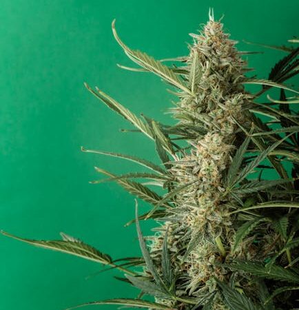 Выращивание и покупка семян конопли: подробное руководство