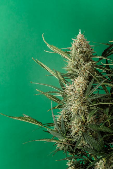 Выращивание и покупка семян конопли: подробное руководство