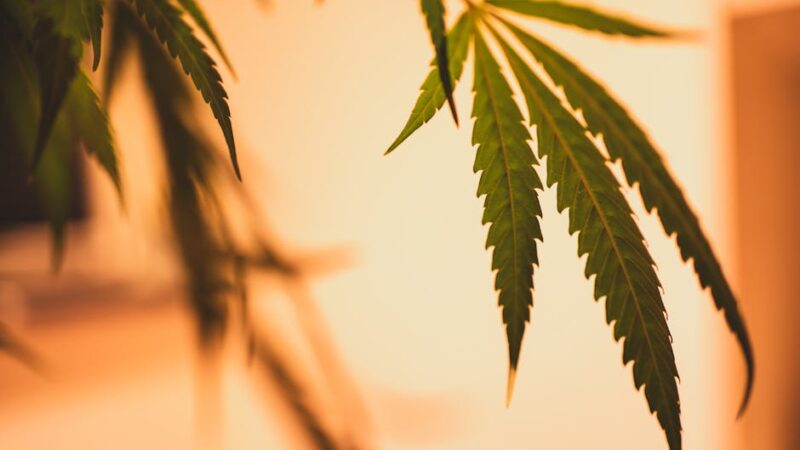 Семена конопли Raspberry Cough от Nirvana Seeds