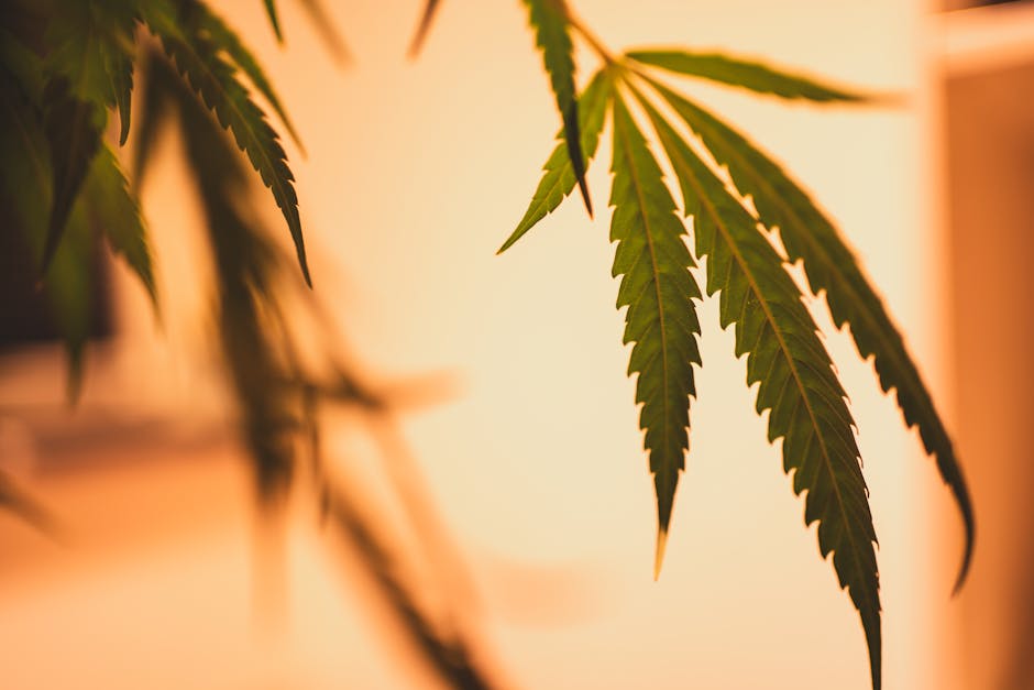 Семена конопли Raspberry Cough от Nirvana Seeds