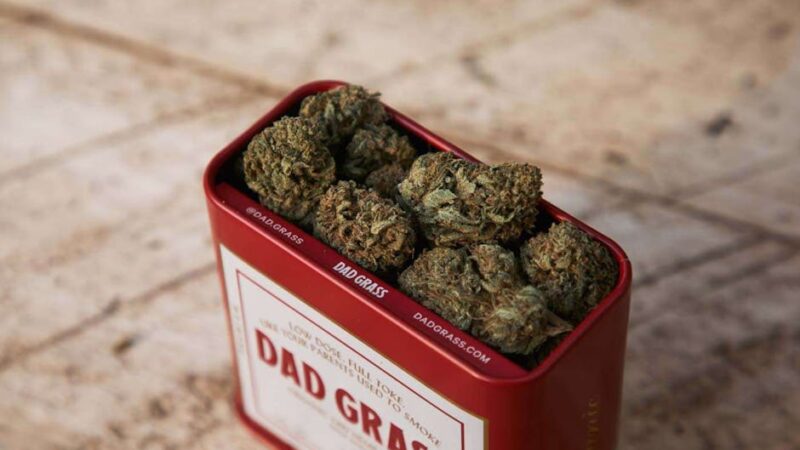 Семена конопли Skunk feminised особенности и преимущества феминизированных семян