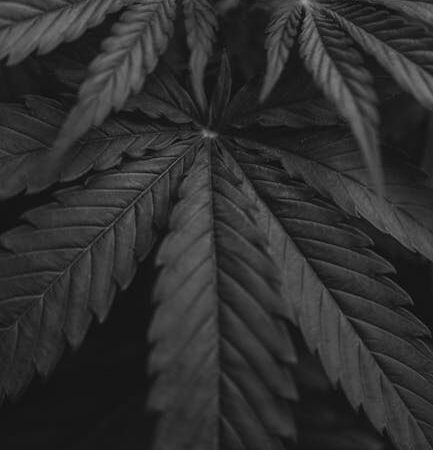 Семена конопли в питании попугаев