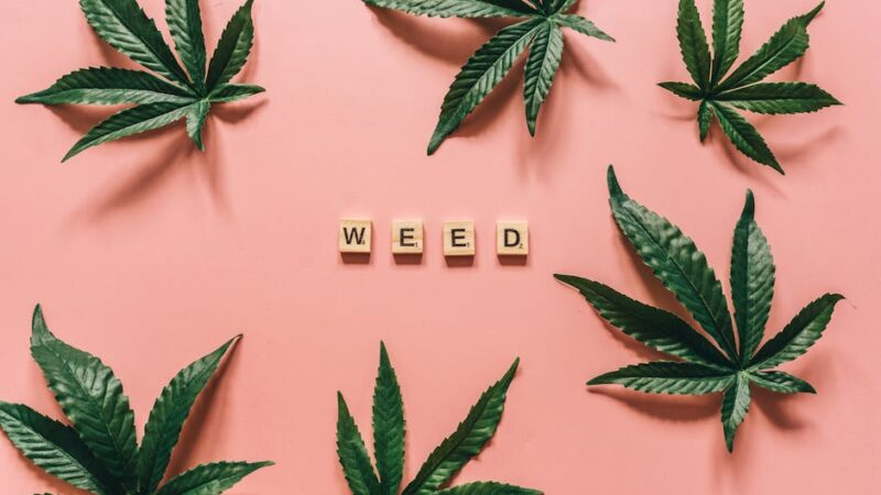 Проращивание семян марихуаны в домашних условиях