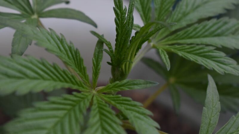 Характеристика и выращивание конопли сорта Черная вдова