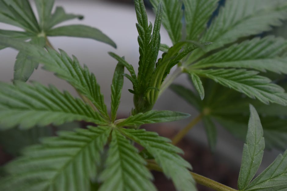 Характеристика и выращивание конопли сорта Черная вдова