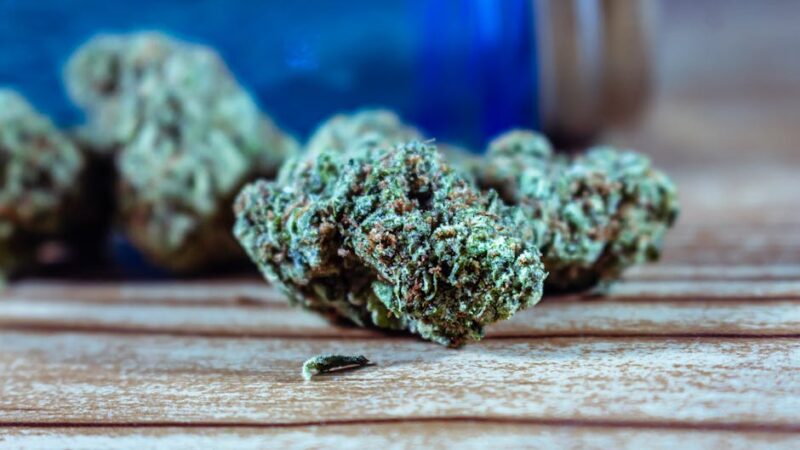 Сильные семена конопли ключ к успешному выращиванию