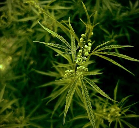 Семена конопли свойства и где их купить