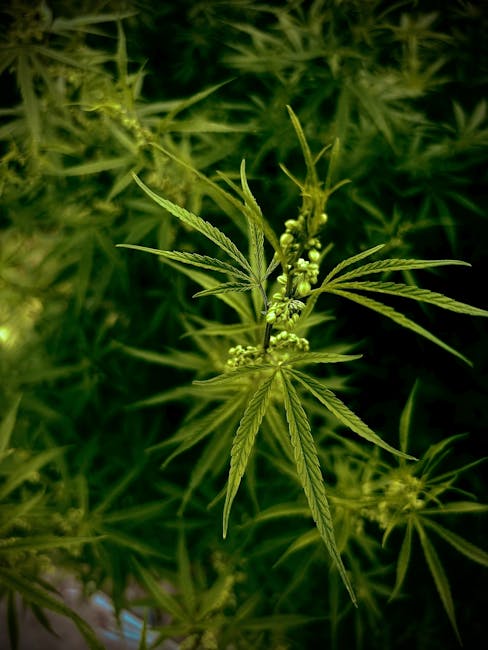 Семена конопли свойства и где их купить