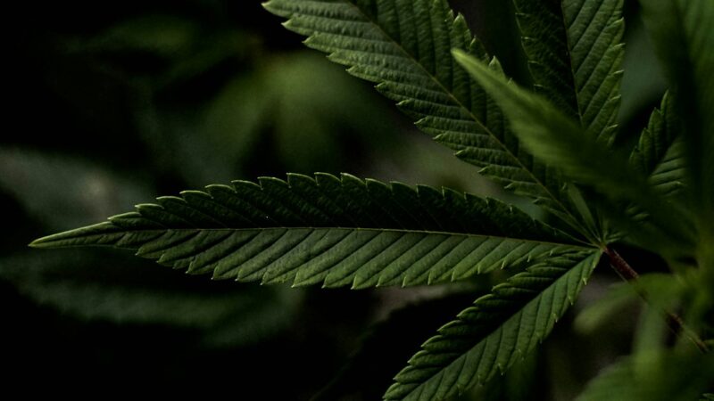 Конопляная кулинария и ее преимущества