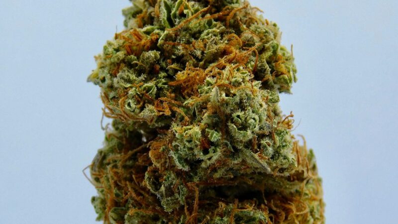 Полезные свойства и применение семян конопли