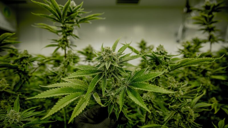 Полезные свойства и применение семян конопли