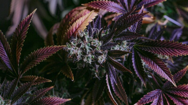 Купить марихуану и семена конопли в России