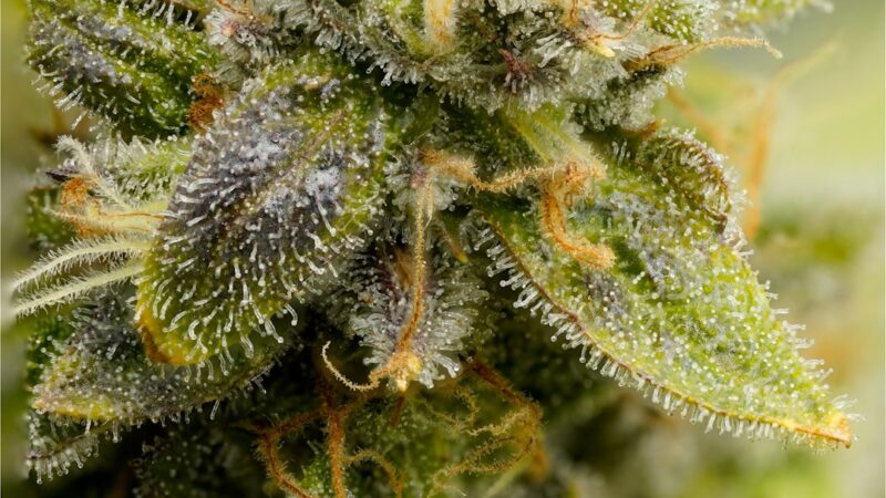 Семена конопли M8 feminised Ganja Seeds