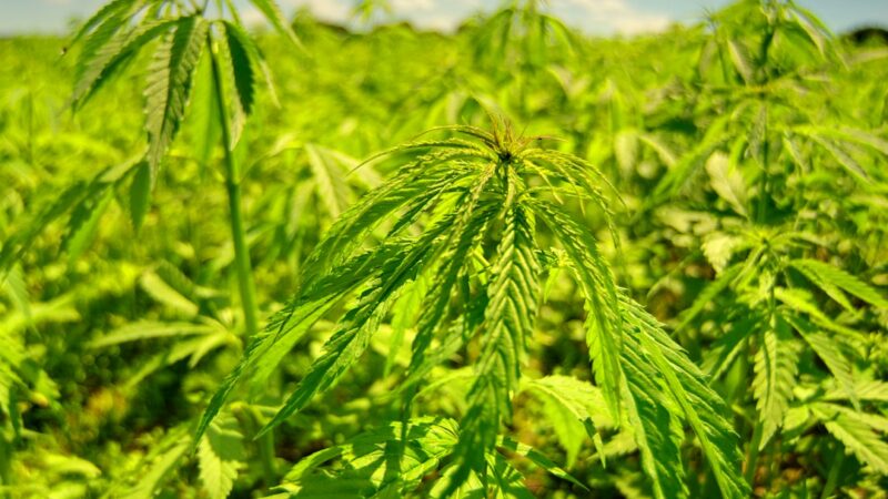 Семена марихуаны в России