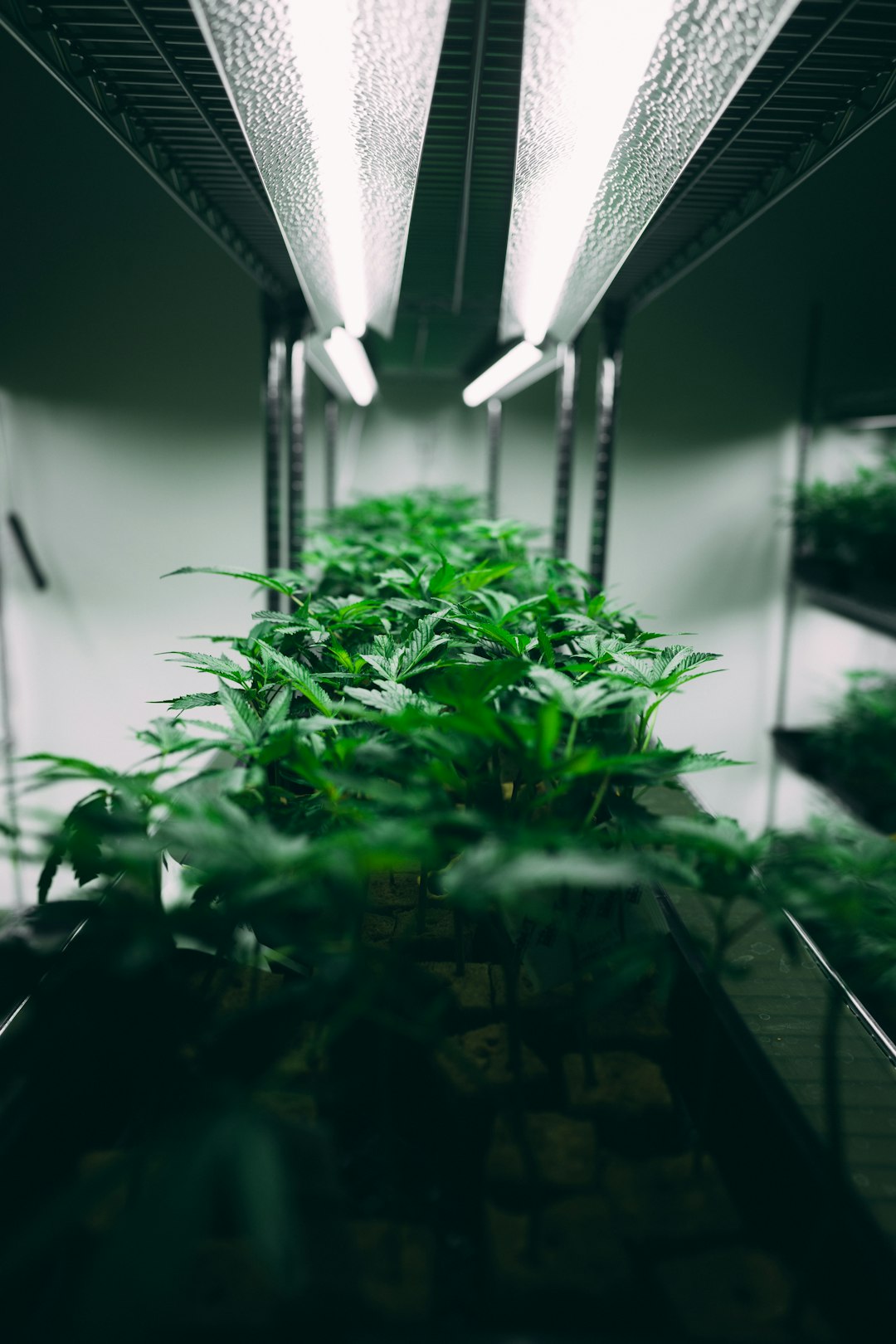 Семена конопли Auto Gorilla Glue feminised от компании Fast Buds