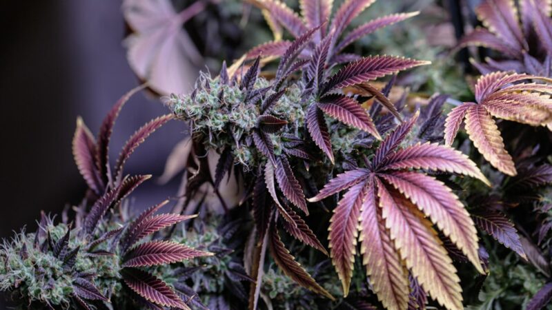 Спайс и его опасность для здоровья и жизни