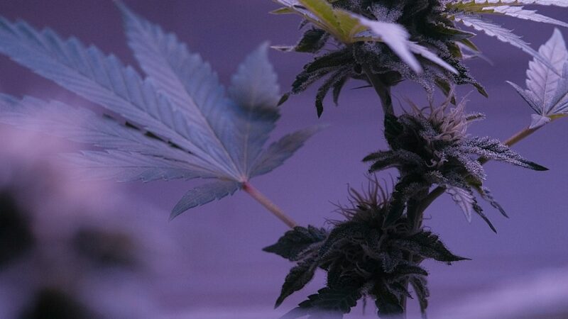 Покупка наркотиков в Москве