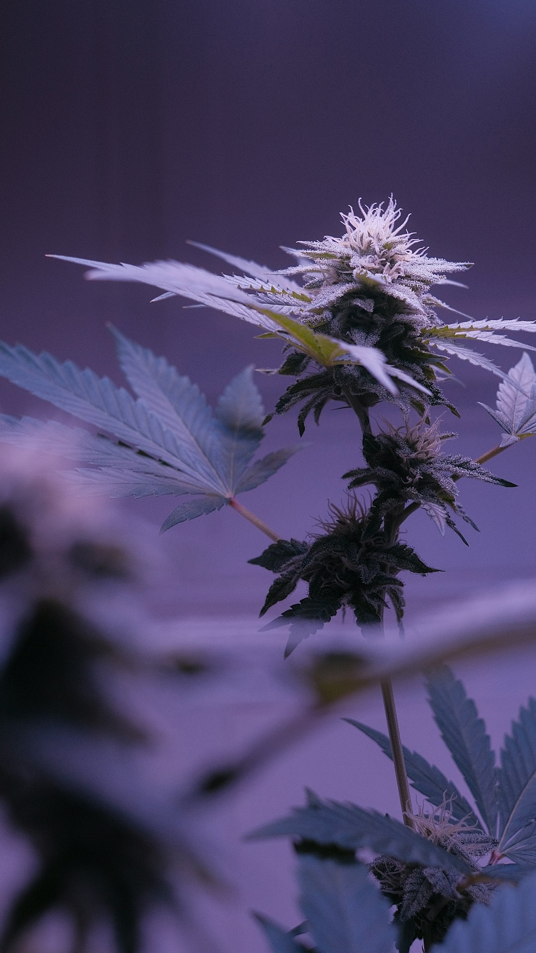 Покупка наркотиков в Москве