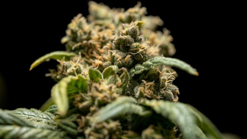 Лечебные свойства марихуаны и семян конопли