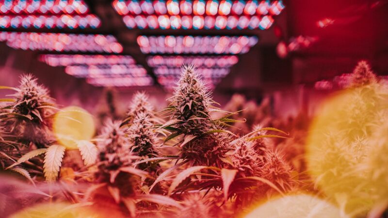 Особенности автофеменизированных семян конопли Auto Super Silver Haze