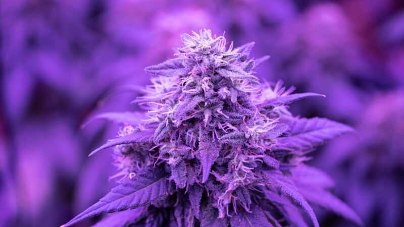 Цена спайса в России и его влияние на здоровье