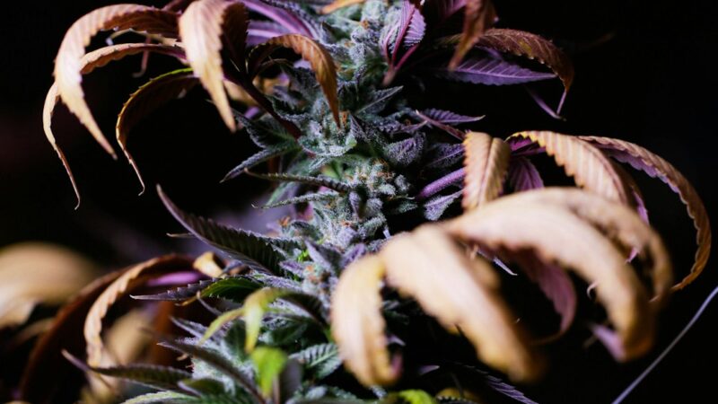 Купить коноплю в Тольятти