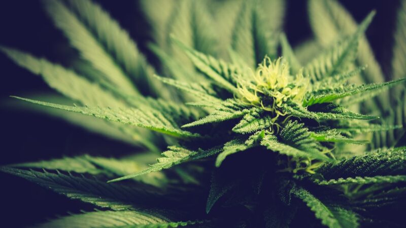 Марихуана и все что с ней связано