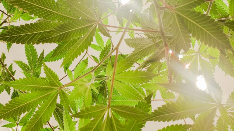 Героин свойства и риски употребления