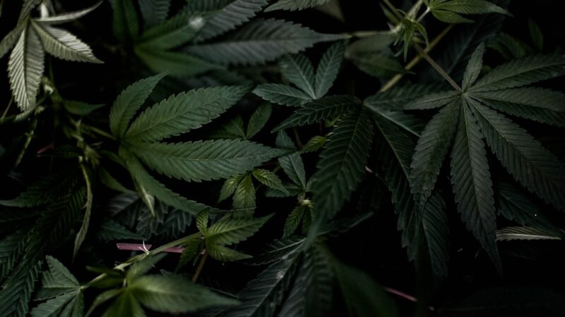 Конопля в США: как купить и что нужно знать