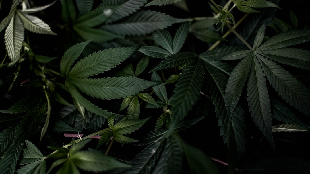 Конопля в США: как купить и что нужно знать