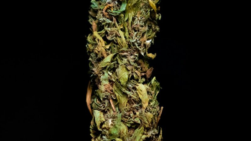 Семена конопли сатива описание и свойства