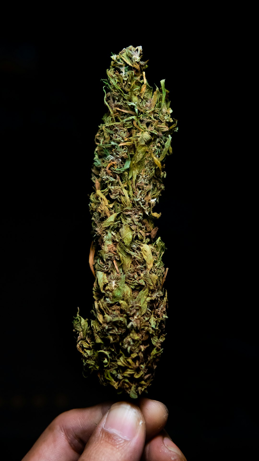 Семена конопли сатива описание и свойства