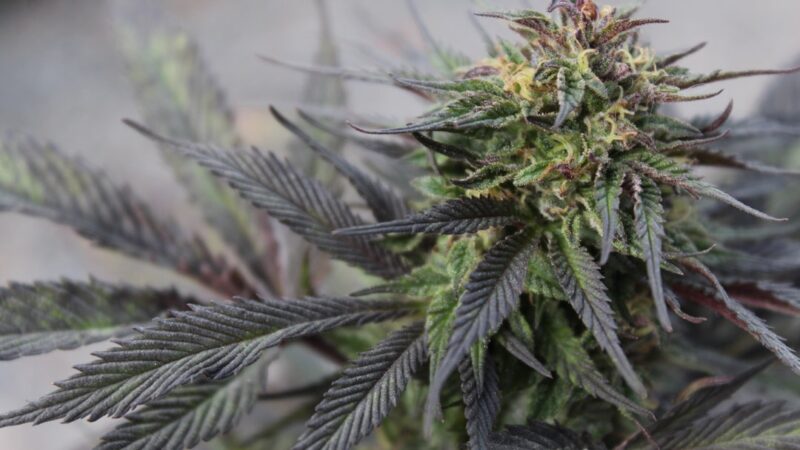 Сейфы для хранения наркотических и лекарственных средств