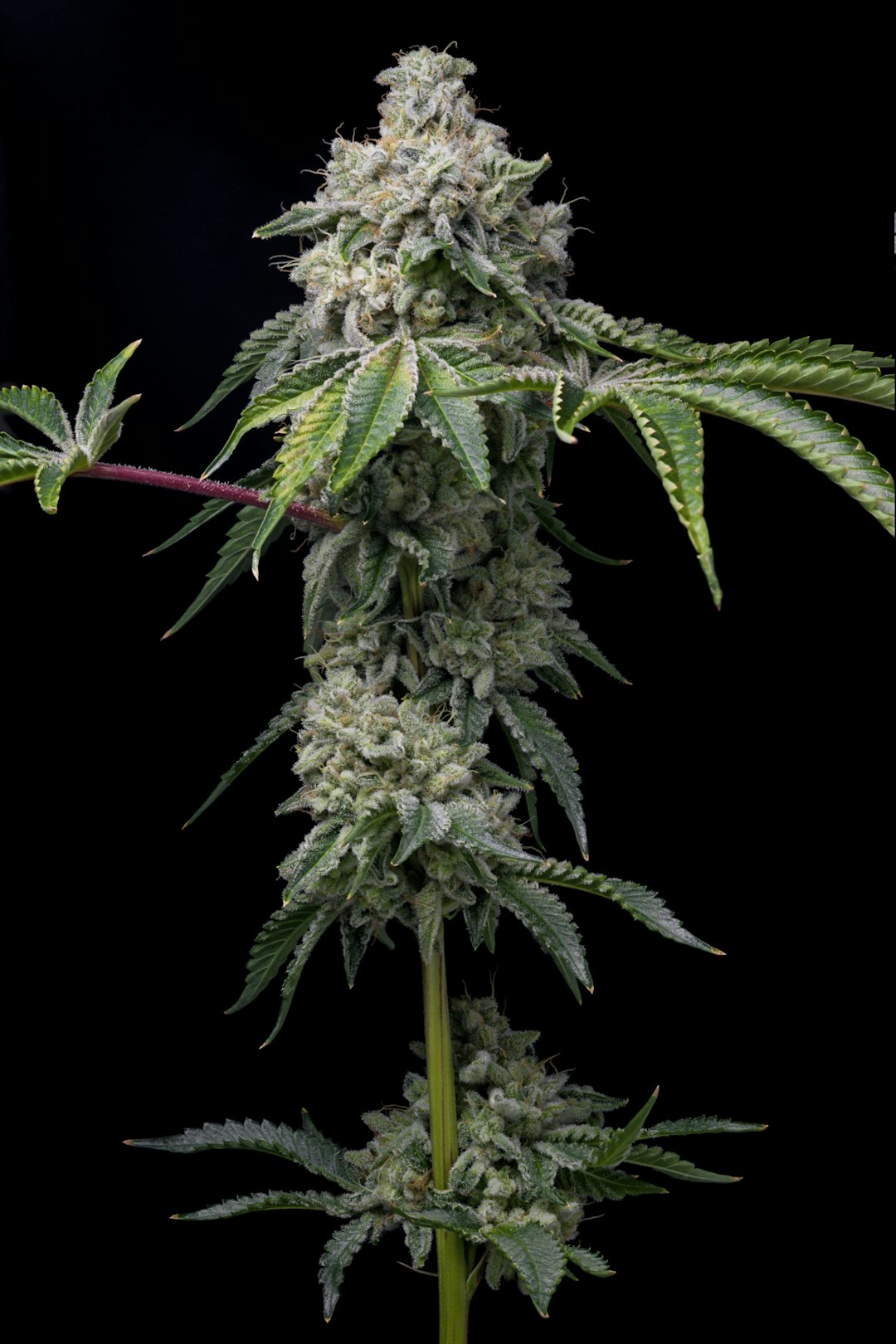 Купить спайс в Саратове