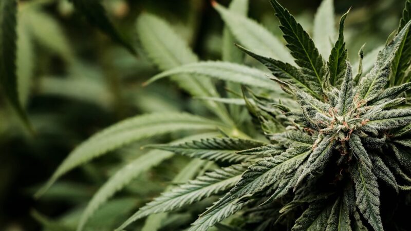 Урбеч из семян конопли полезные свойства и применение