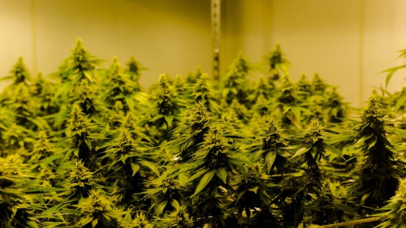 Наркотики в Омске свойства и параметры наркотических средств